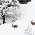 Altra immagine dal documentario sulla sopravvivenza degli animali d’inverno  dal portale ufficiale dell’ente - Foto A. e E.Lapied